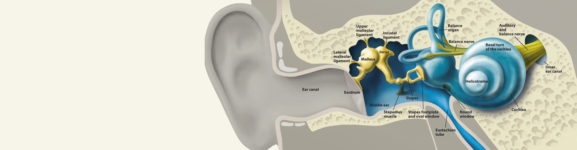 Hearing loss graphic
